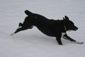 Jovi playing in the snow